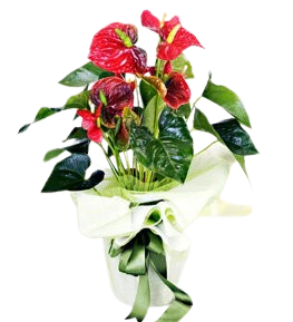 Antoryum Saksı Çiçeği