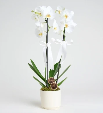 2 Dallı Beyaz Orkide